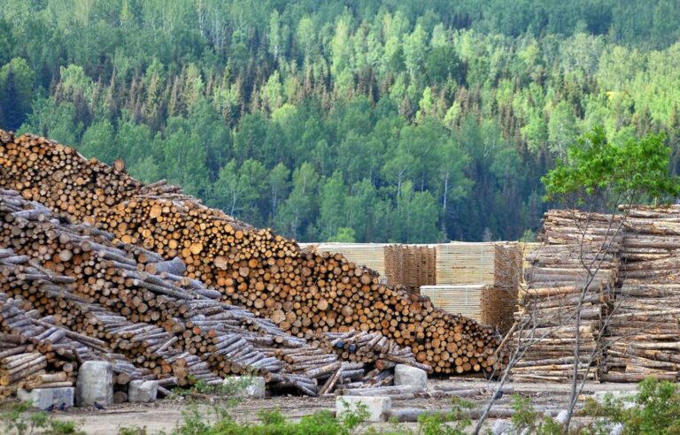 The timber industry is struggling