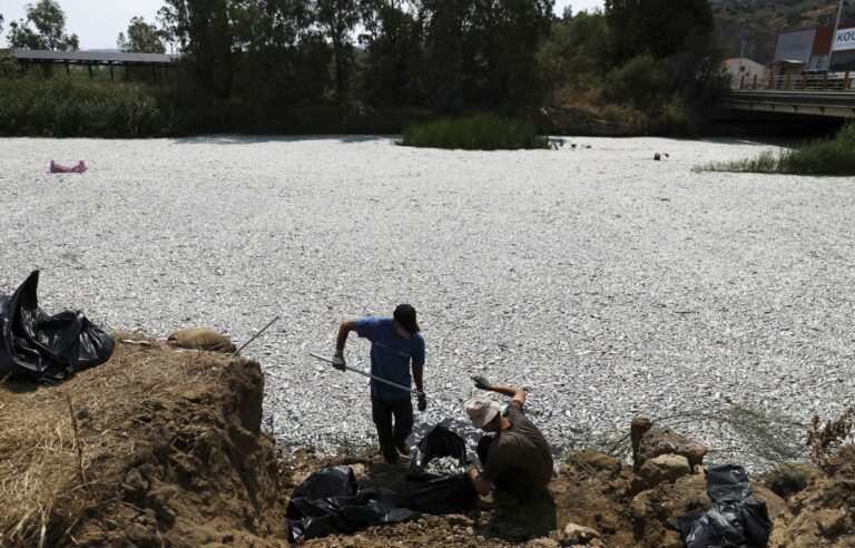 Tons of dead fish flood Greek port after extreme weather fluctuations