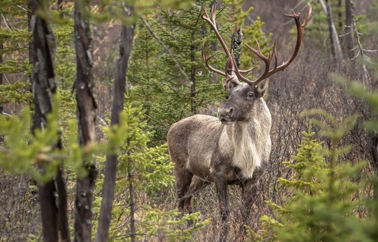 Trudeau government extends consultations on emergency decree it plans to impose in Quebec to protect three caribou herds