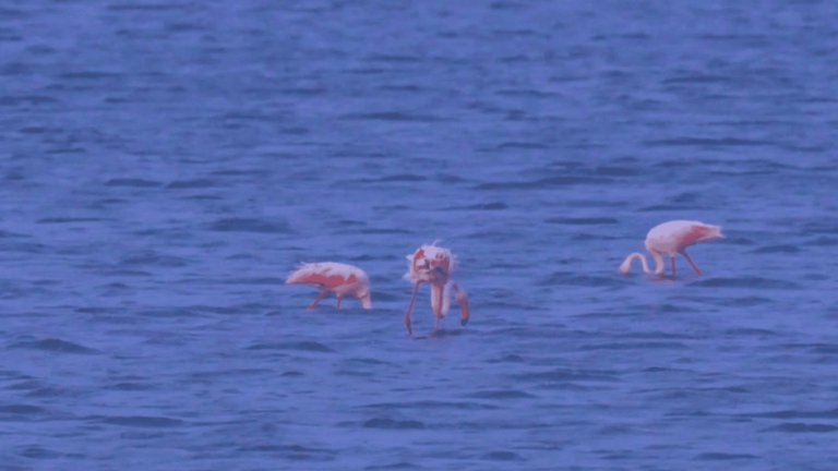 VIDEO. In Aude, the paradise of pink flamingos threatened by global warming