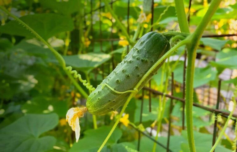 What supports for climbing vegetables?