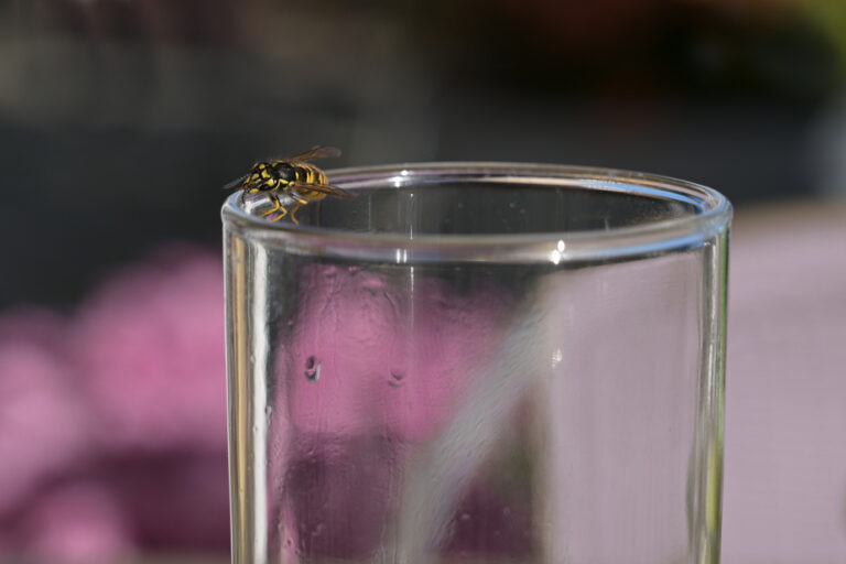 When wasps invite themselves to the aperitif