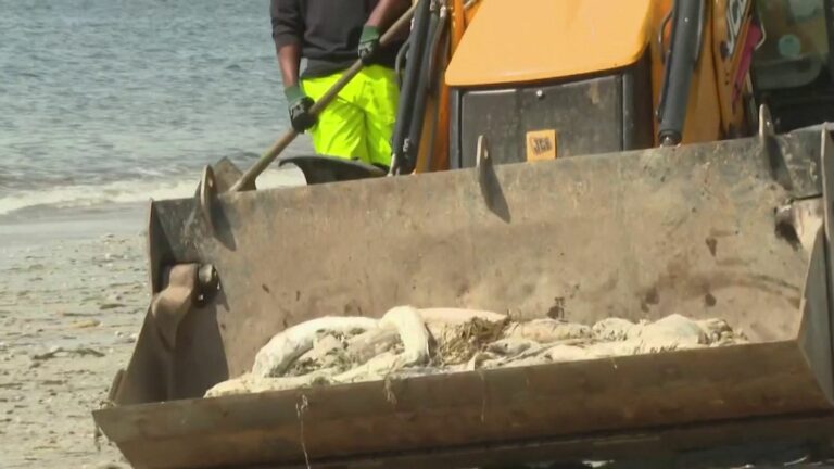 Why do dozens of dead fish wash up on the beach?