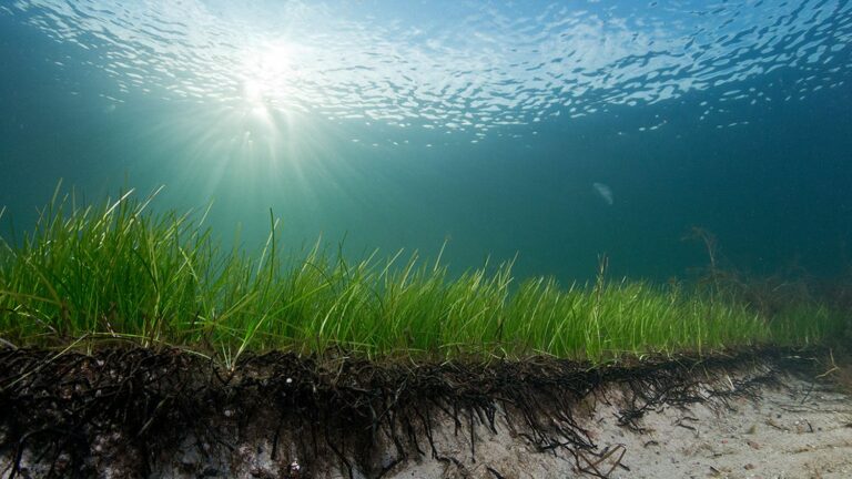 World’s oldest marine plant discovered off Finland