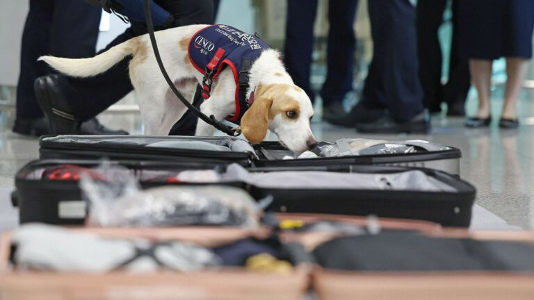 a sniffer dog present at the airport to track down bedbugs in the belongings of travelers returning from Paris