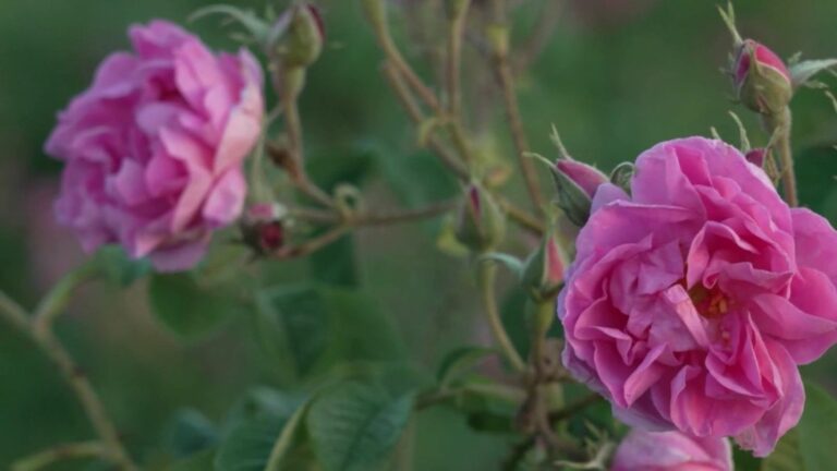 discovering the valley of roses