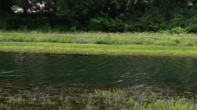 invasive plants in the canals of northern France