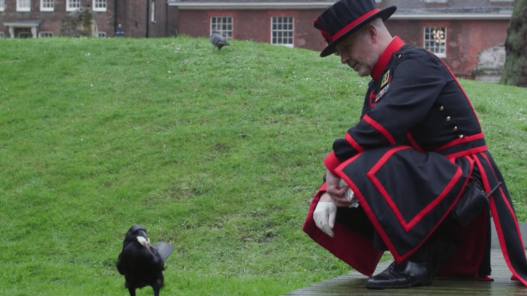 the master of the ravens of the Tower of London, guarantor of a medieval tradition