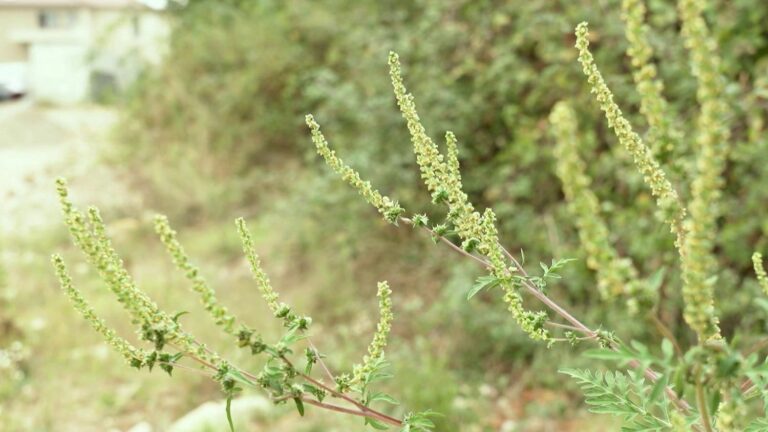 16 departments on red alert for ragweed pollen