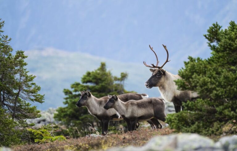 19 lobbyists to defend foresters against caribou protection