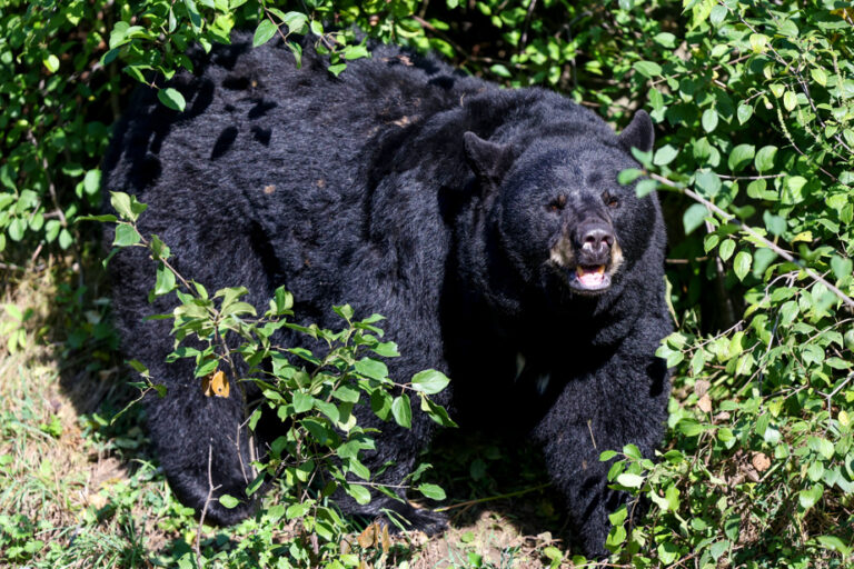 A bear on the trail