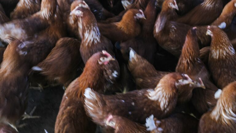 A case of bird flu confirmed in a free-range poultry farm in Finistère, third outbreak of the season in France