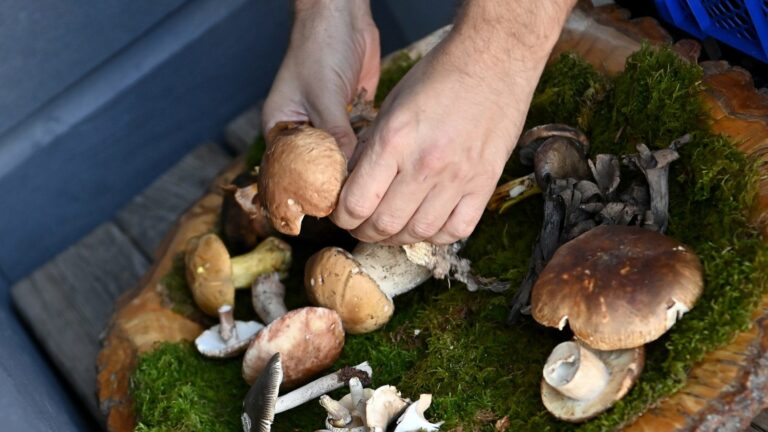 A site reveals mushroom spots throughout the territory