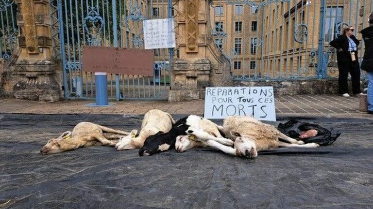 Angry farmers dump animal carcasses in front of the Ardennes prefecture to denounce the management of the epidemic