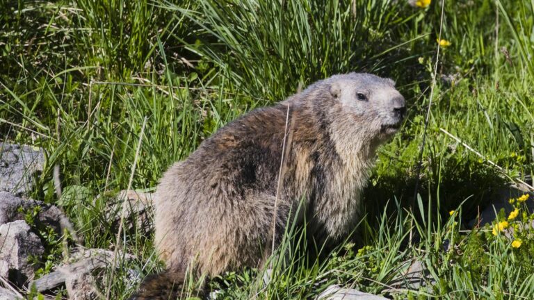 Animal rights activists rally to ban marmot hunting