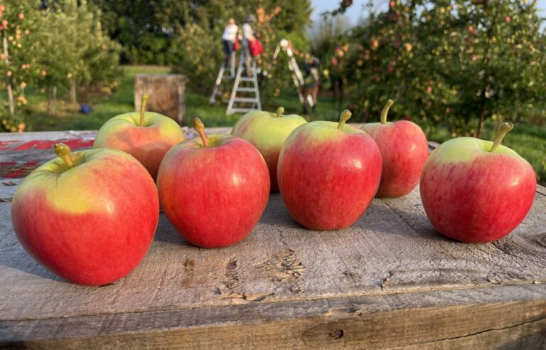 Apples that deserve to be bitten