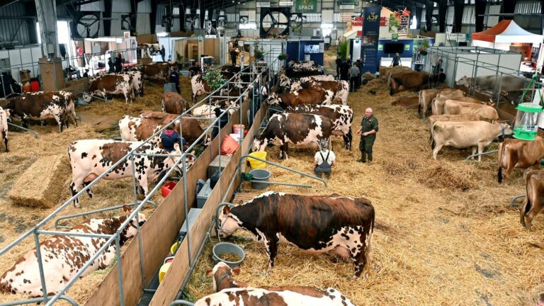 At the French International Livestock Show, Professionals Worried About the Spread of Epizootic Diseases