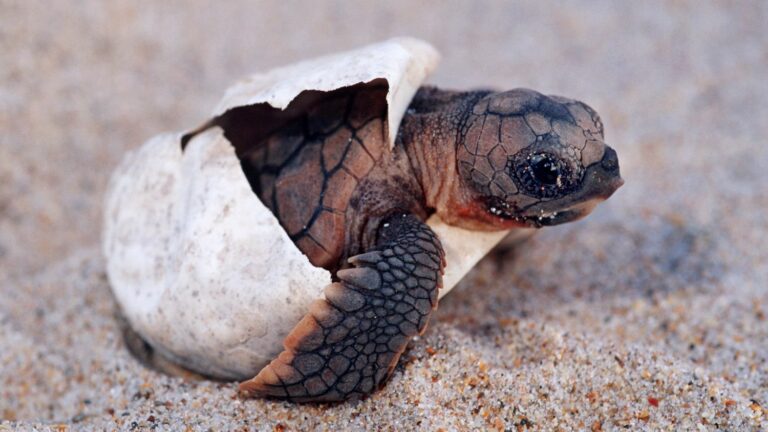 Baby loggerhead turtles were born in Saint-Cyprien