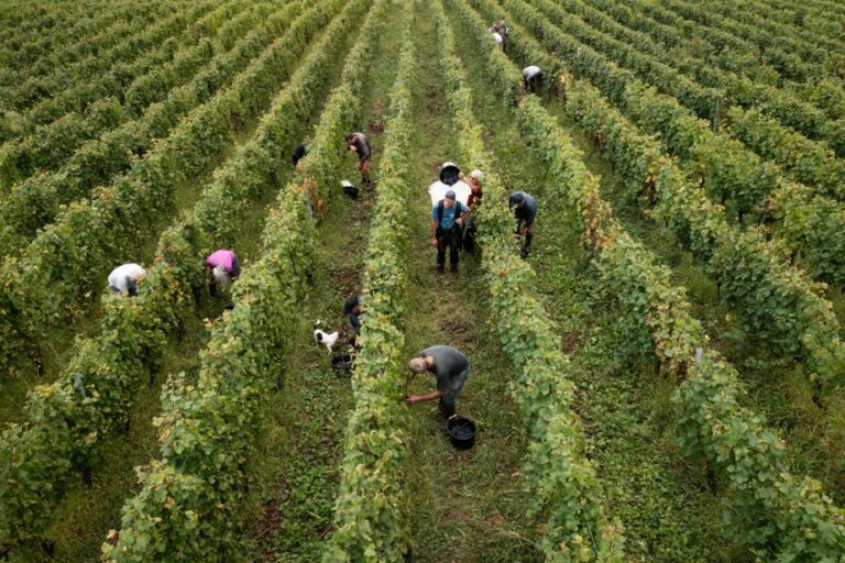 Eastern France | Bitter harvests in the vineyards