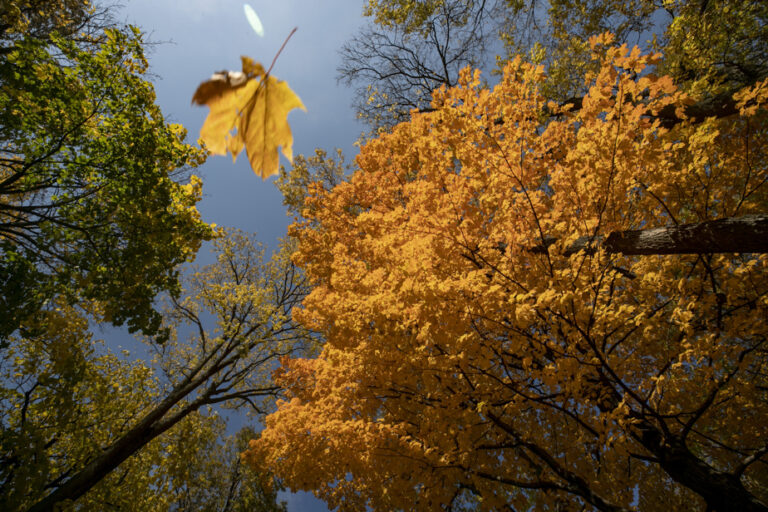 Canada | A warm and dry fall, predicts MétéoMédia