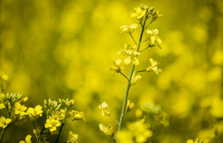 Canadian canola industry could face billion-dollar hit if China imposes sanctions