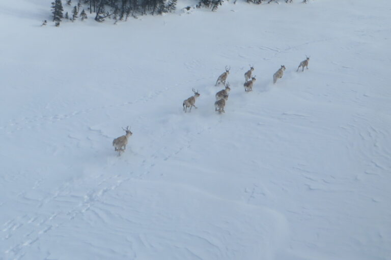 Caribou Protection | Steven Guilbeault Dangles Big Money in Front of Quebec and Invites Negotiations