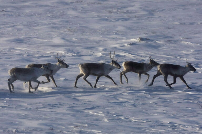 Caribou decline could be resolved “with good will,” says Bloc