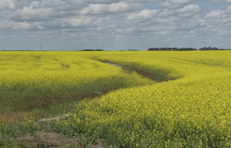 China to launch anti-dumping investigation into Canadian rapeseed