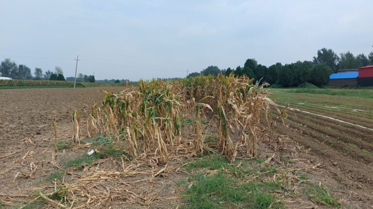 Chinese farmers face increasingly frequent extreme weather events