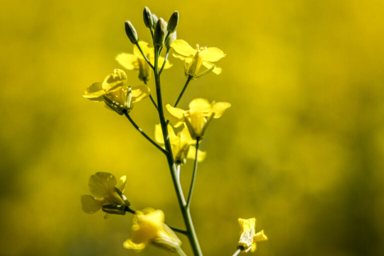 Chinese trade measures | Canadian canola industry could suffer billion-dollar losses