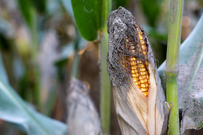 Damage caused by Debby | Farmers in the fog