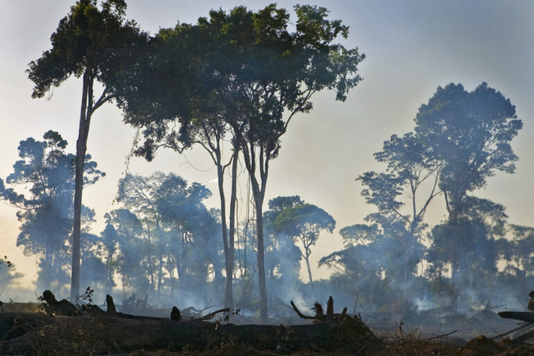 Deforestation | The Amazon has lost the equivalent of Colombia in less than 40 years