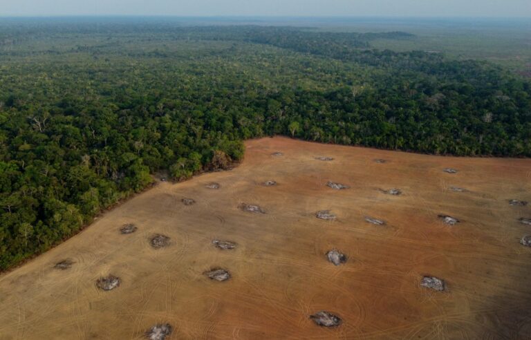 Deforestation destroyed 12.5% ​​of the plant cover of the largest tropical forest on the planet from 1985 to 2023