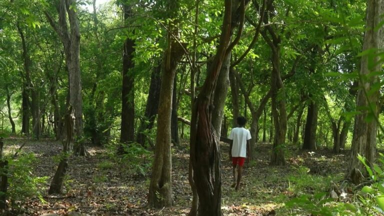 Discovering Pench National Park