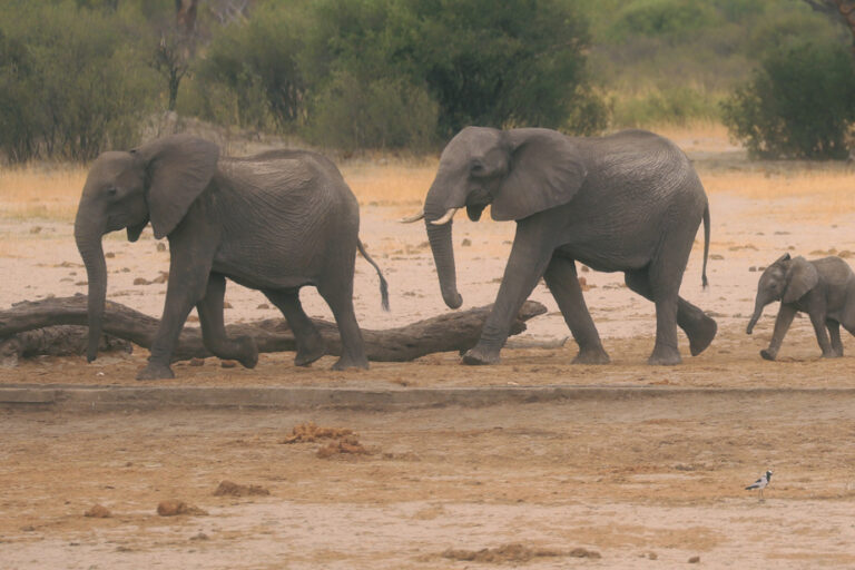 Drought-hit Zimbabwe to cull 200 elephants