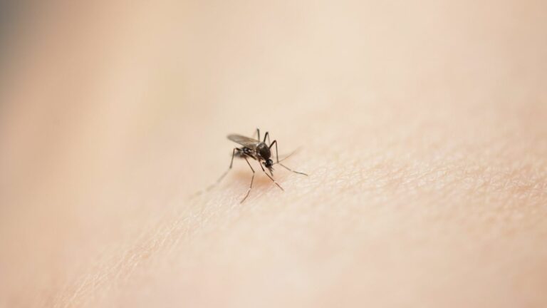 Due to the tiger mosquito, metropolitan France has a “fairly high risk” of experiencing an epidemic within five years