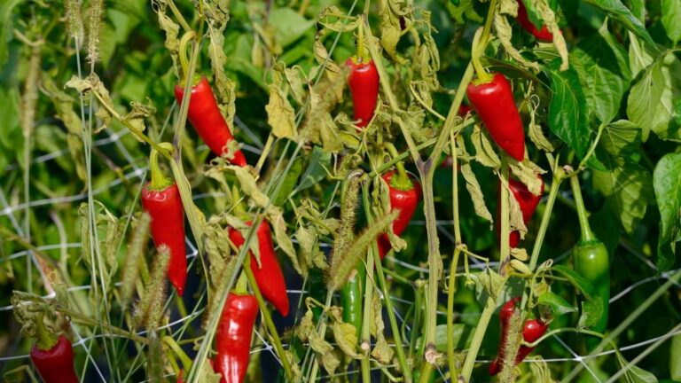 Espelette pepper, the red gold of the Basque Country