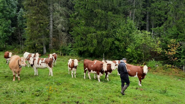 Faced with wolf attacks in the Jura, breeders are demanding to be able to hunt the animal