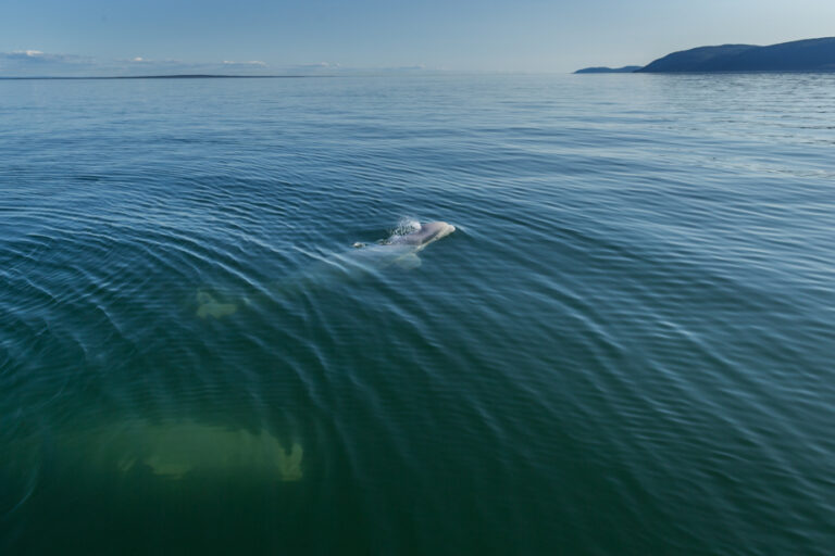 Federal Strategy on Underwater Noise | Underwater Noise