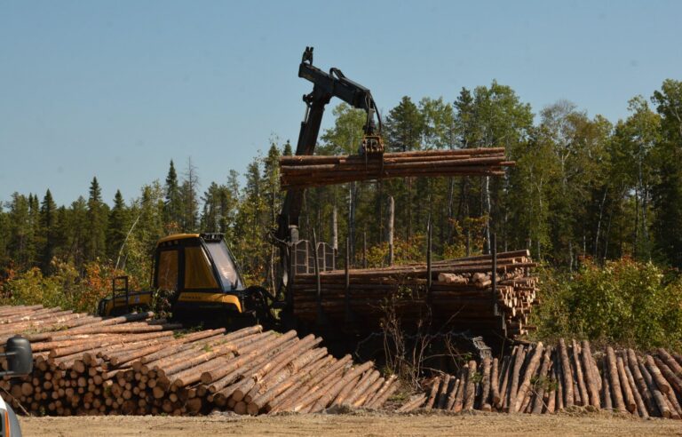 Five innovations to “garden” the Quebec forest in Lac-Saint-Jean