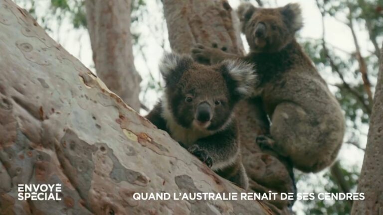 Five years after the “Black Summer” of fires, koalas are back on Kangaroo Island