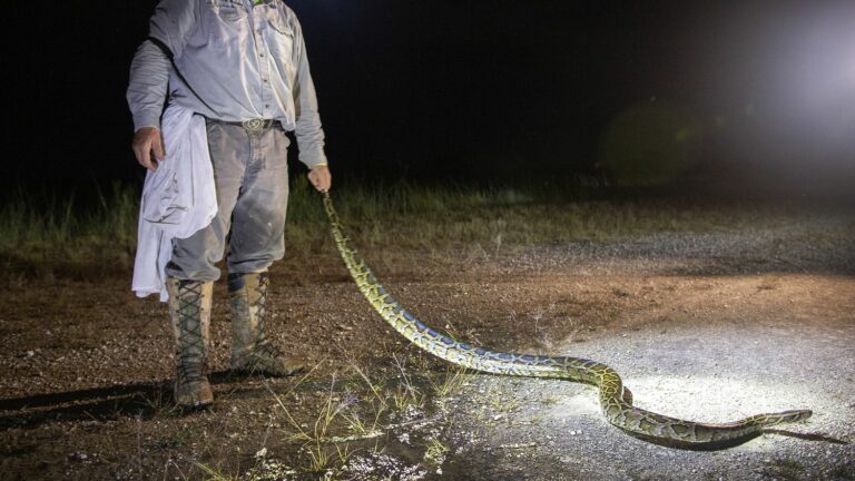 Florida and its Everglades National Park are battling a python invasion