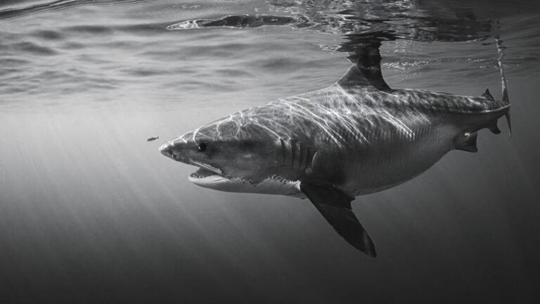 German tourist dies after shark attack off Canary Islands