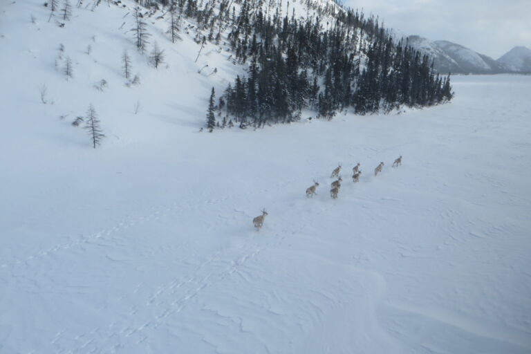 Government Programs | Hundreds of Animals Killed in Effort to Help Caribou