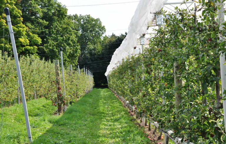 How are organic apples grown?