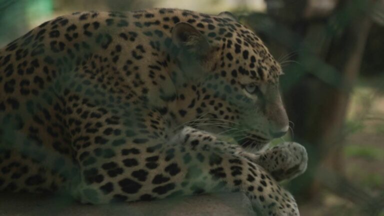 In Mumbai, the harsh coexistence of residents with leopards