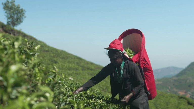 In Sri Lanka, tea is worth its weight in gold