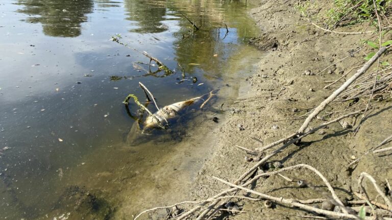 In Ukraine, the environmental impact of the clashes in the Kursk region