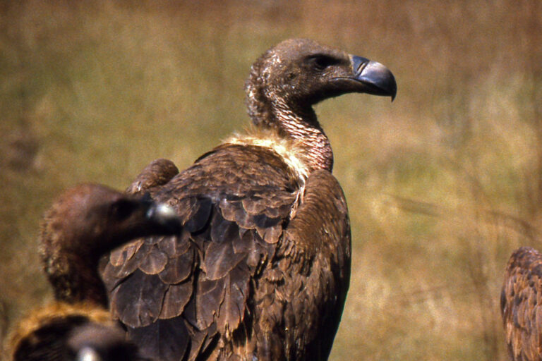 India | The human cost of the disappearance of vultures