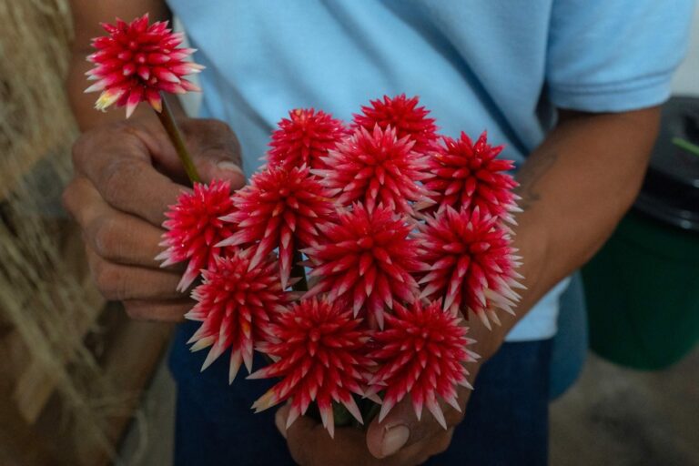 Inirida, an Amazonian flower emblem of COP16